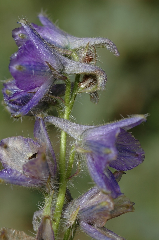 Изображение особи Delphinium dasyanthum.