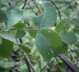 Lonicera prolifera