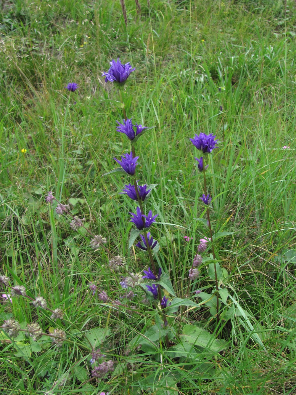 Изображение особи Campanula glomerata.