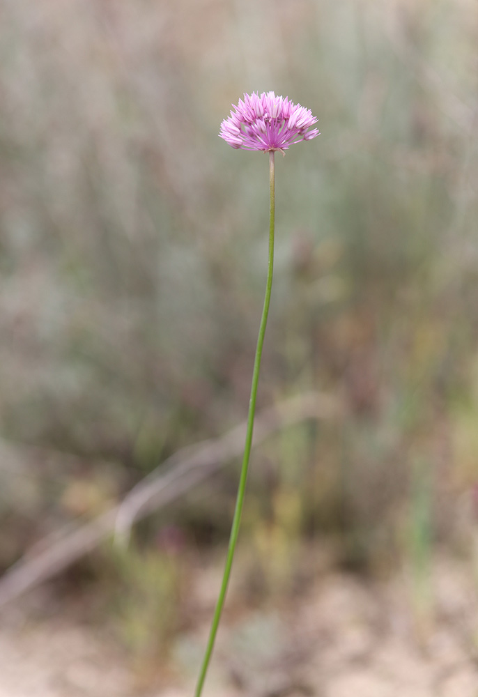 Image of Allium rubellum specimen.