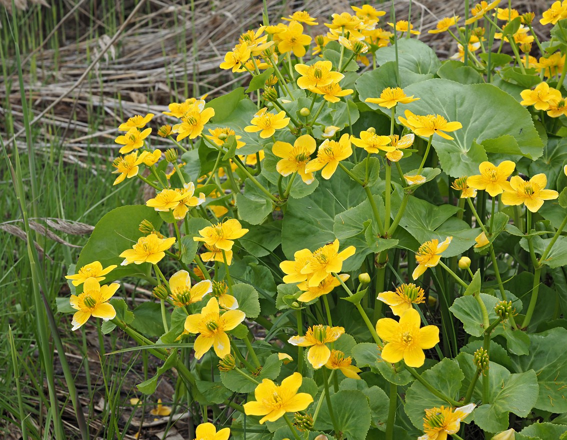 Image of Caltha palustris specimen.