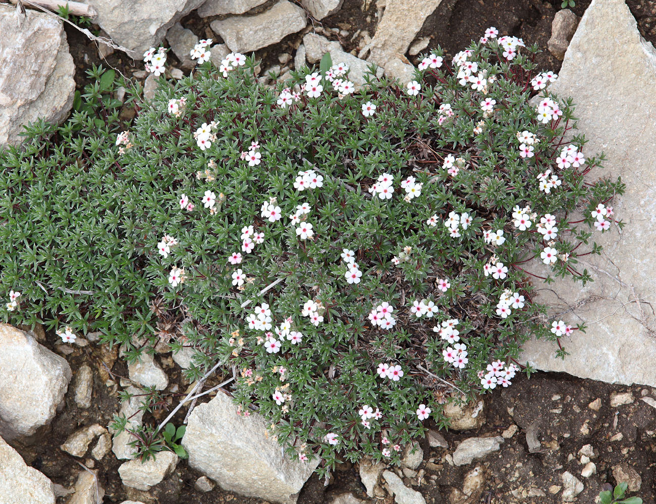 Image of Androsace villosa specimen.