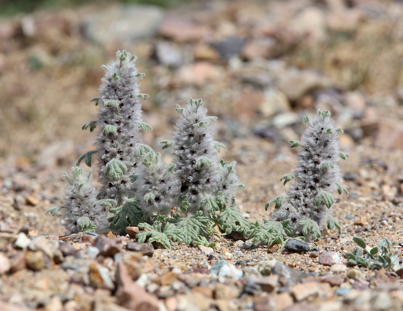 Image of Lagopsis marrubiastrum specimen.