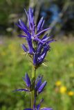 Смотреть изображение Asyneuma campanuloides