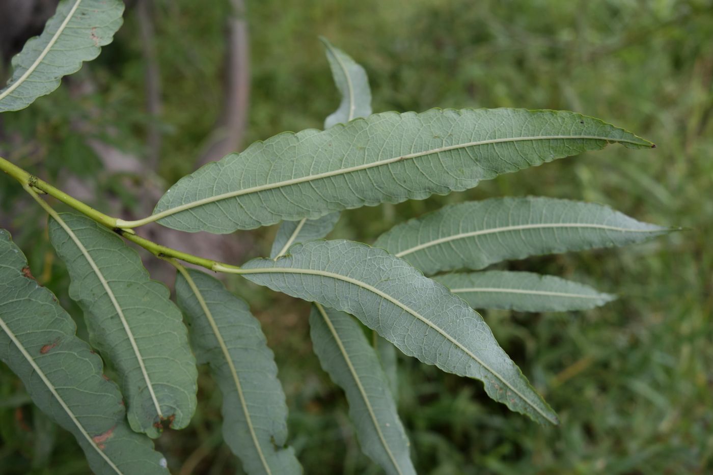 Image of Salix udensis specimen.