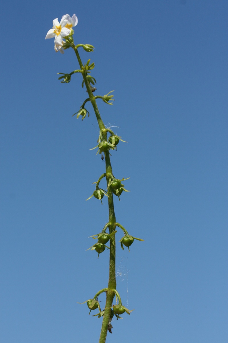 Image of Hottonia palustris specimen.