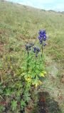 Aconitum gubanovii