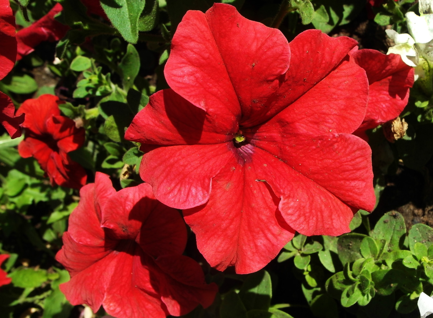 Изображение особи Petunia &times; hybrida.