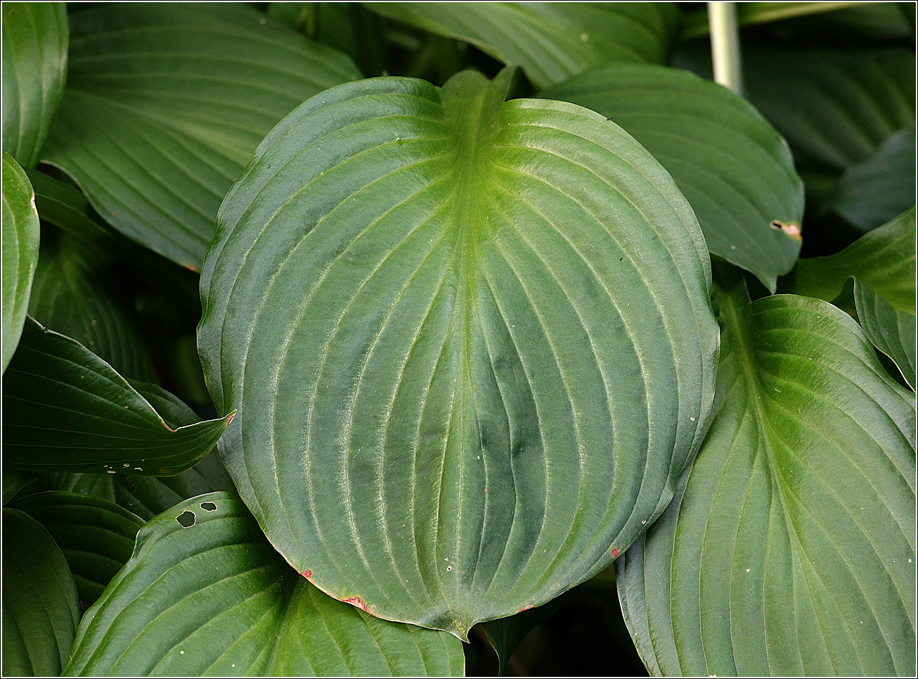 Image of genus Hosta specimen.