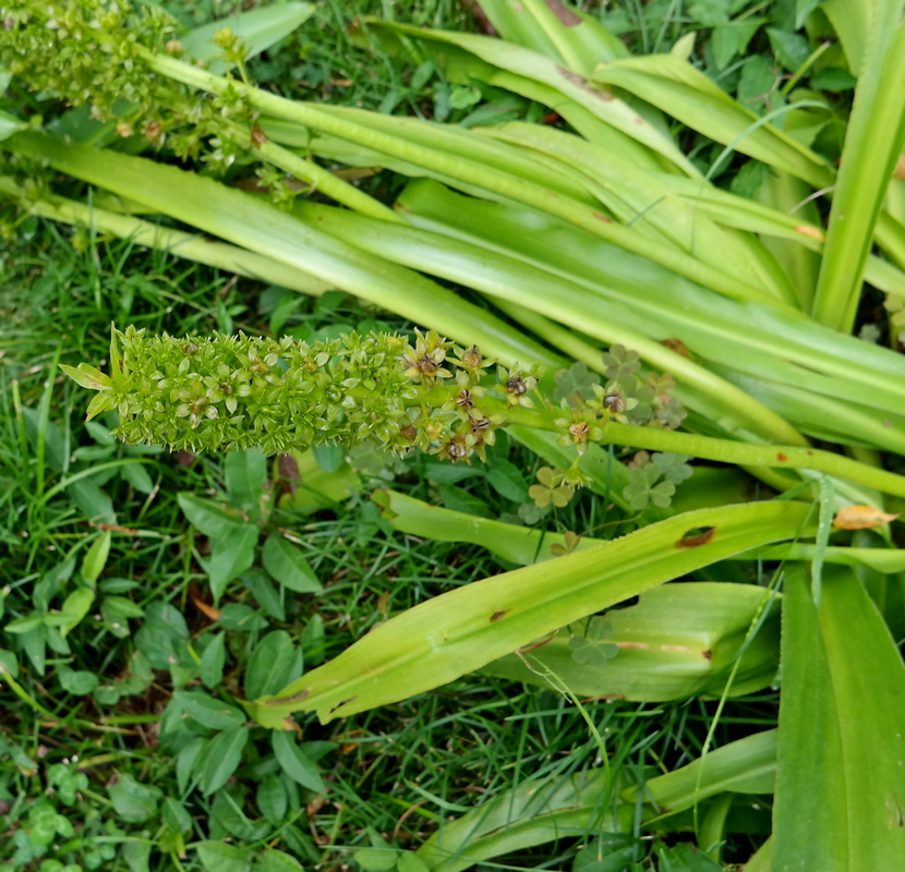 Image of genus Eucomis specimen.