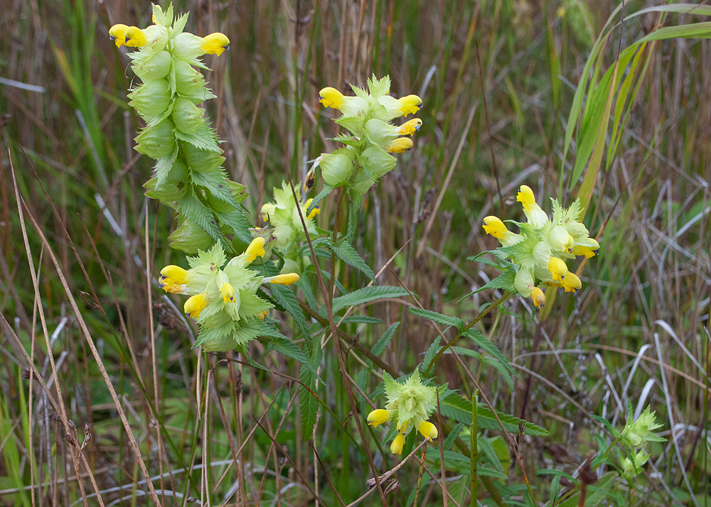 Image of genus Rhinanthus specimen.