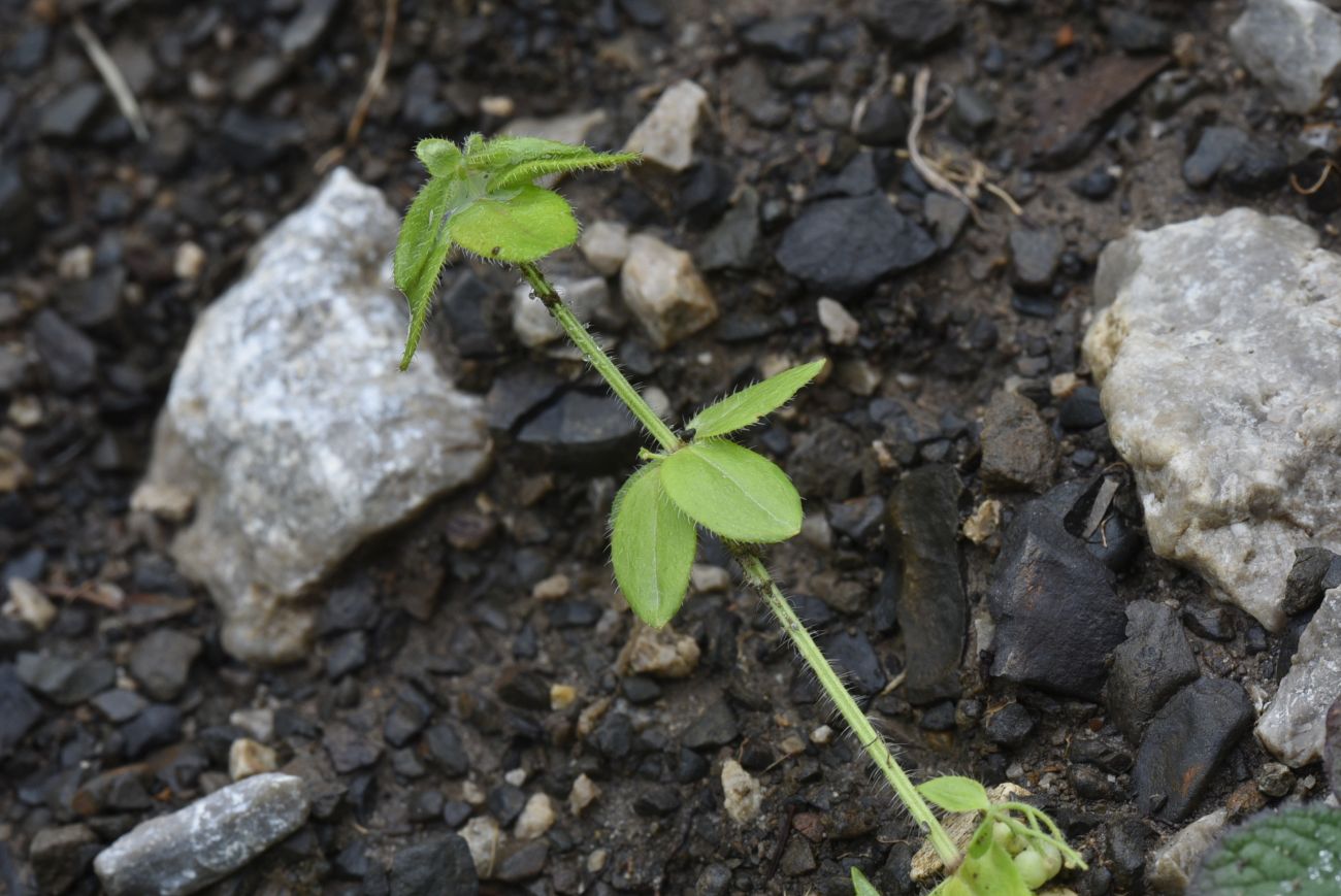 Image of Cruciata laevipes specimen.