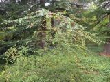 Cotoneaster multiflorus