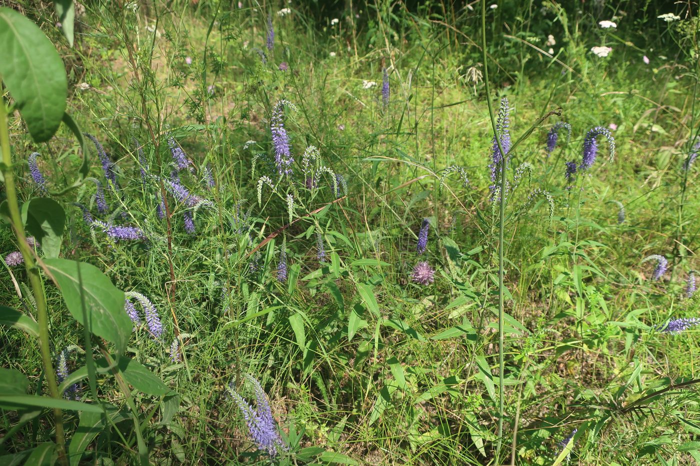 Изображение особи Veronica longifolia.