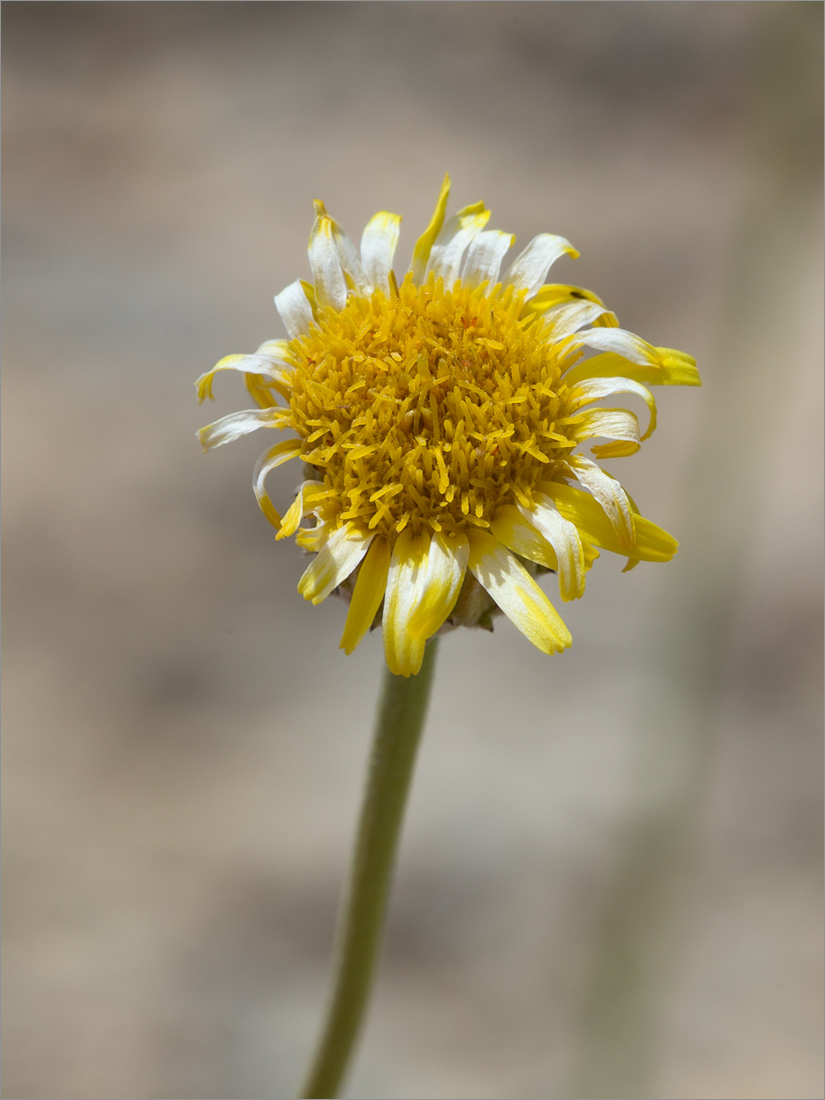 Image of Inula multicaulis specimen.