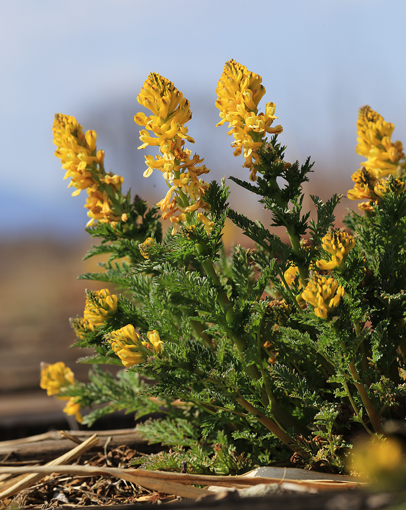 Изображение особи Corydalis speciosa.