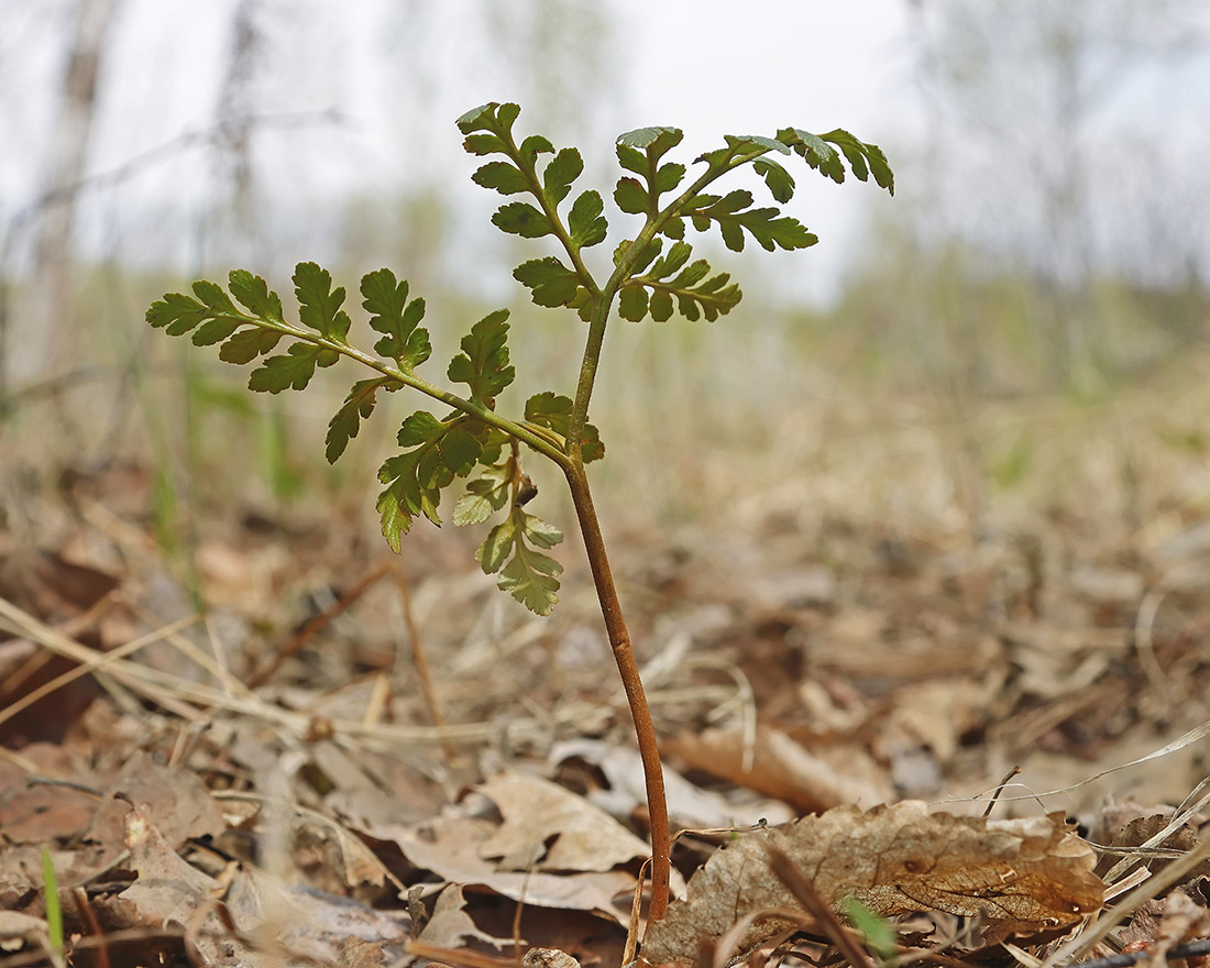 Image of genus Botrychium specimen.