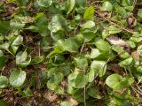 Pyrola rotundifolia