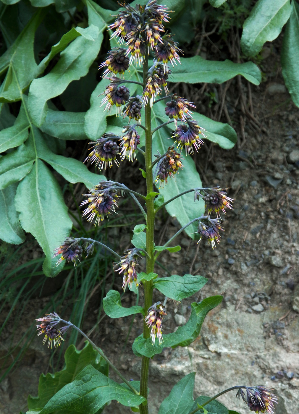 Image of Solenanthus circinnatus specimen.