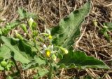 Solanum nigrum