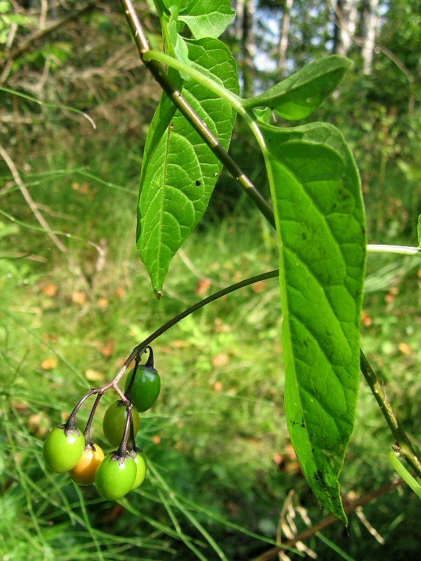 Image of Solanum dulcamara specimen.