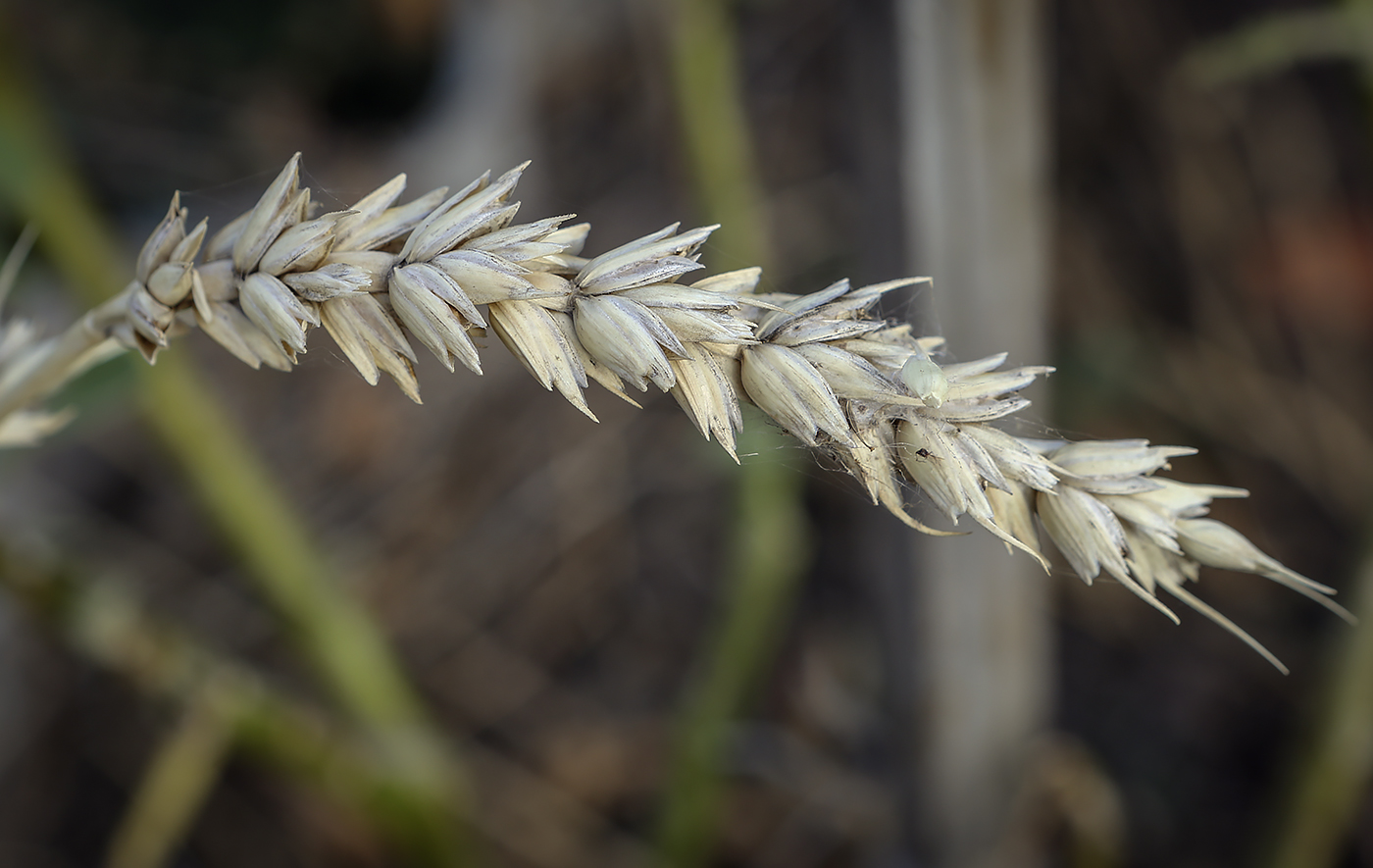 Image of Triticum aestivum specimen.