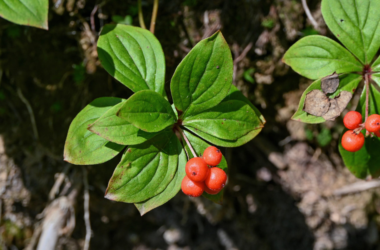 Изображение особи Chamaepericlymenum canadense.