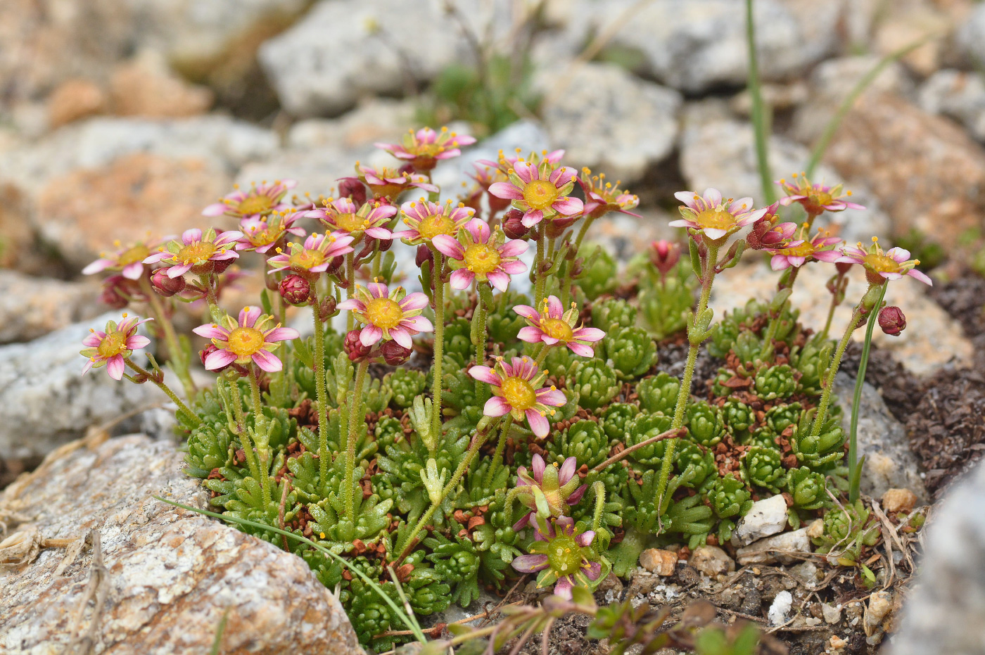 Изображение особи Saxifraga moschata.