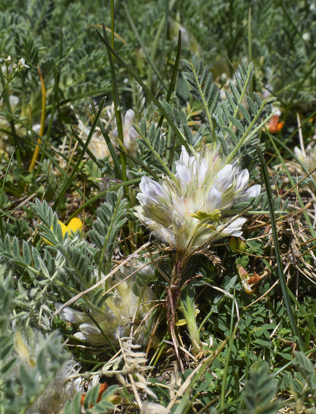 Image of Astragalus sempervirens specimen.