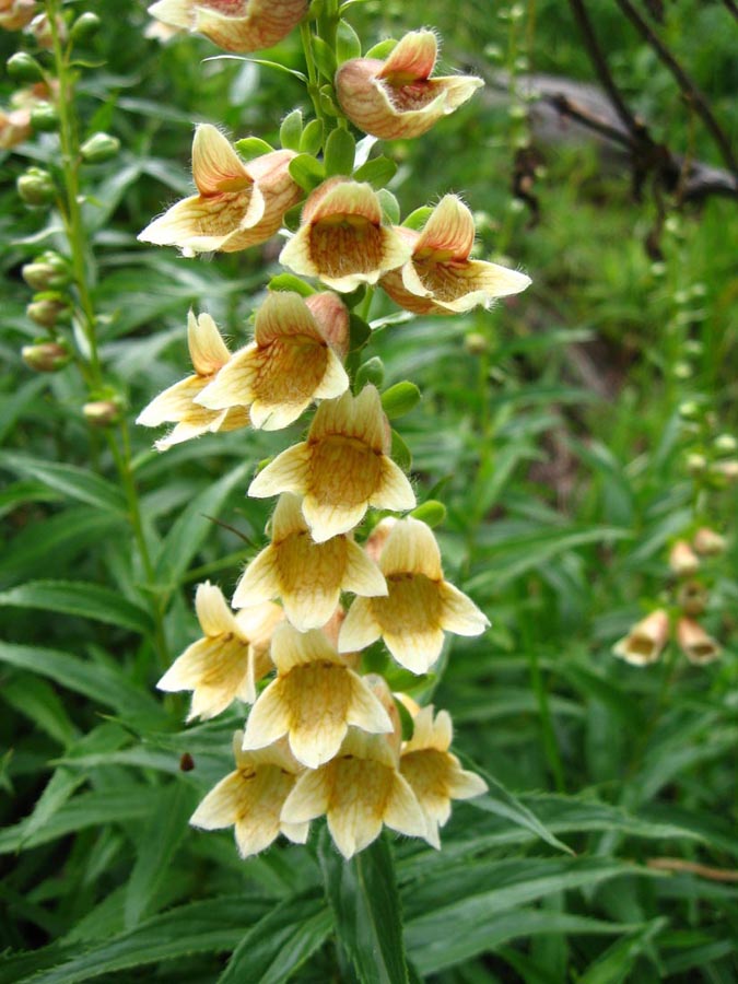 Изображение особи Digitalis ciliata.