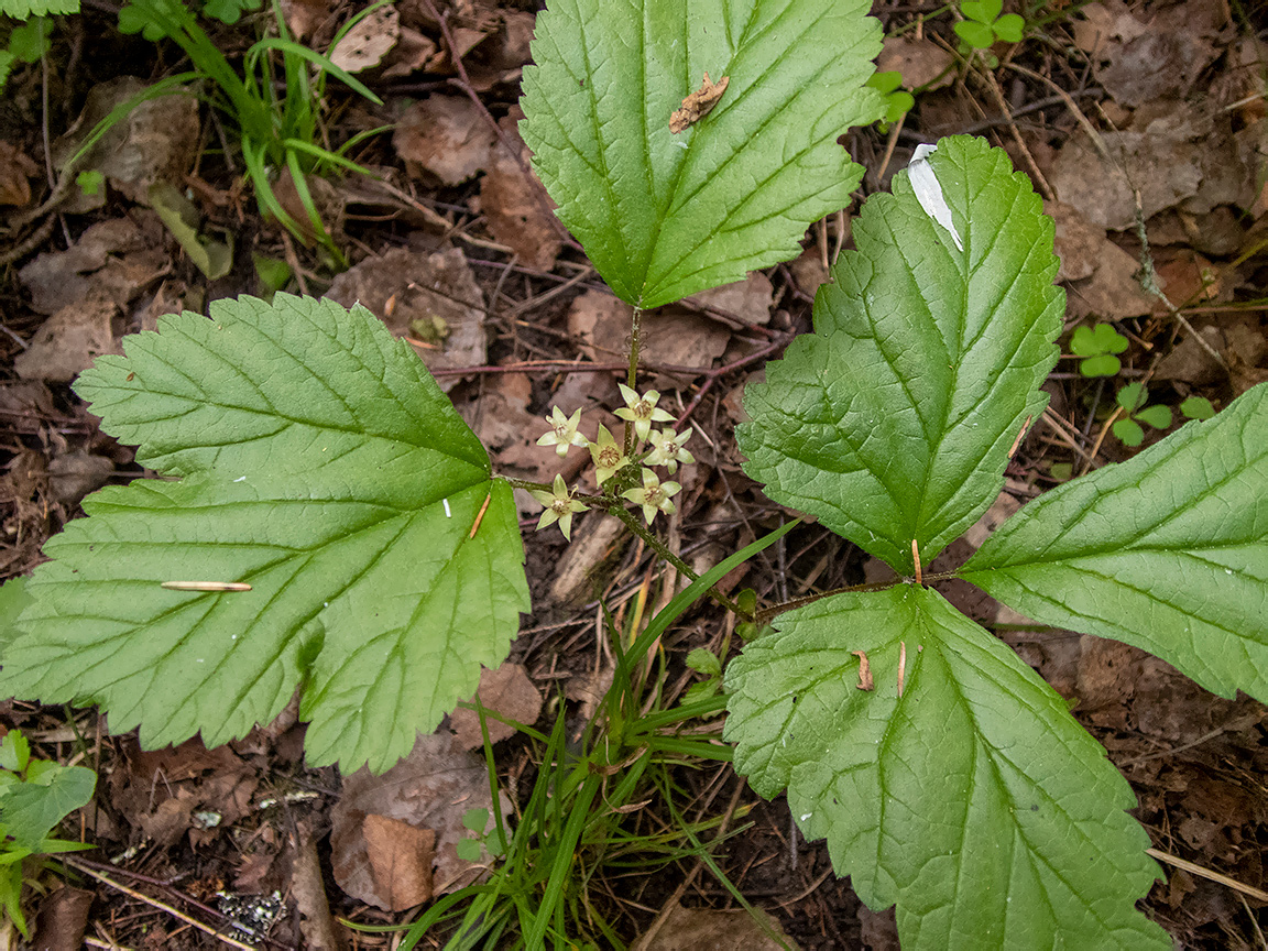 Image of Rubus saxatilis specimen.