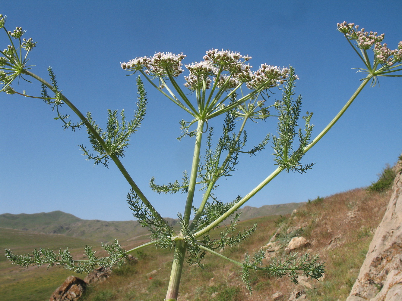 Image of Schrenkia golickeana specimen.