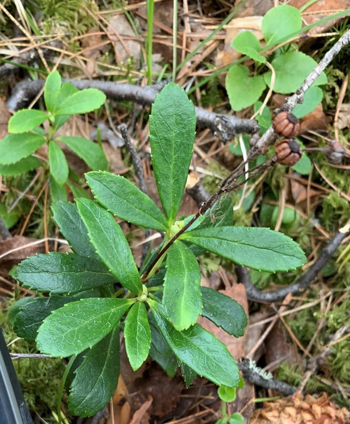 Image of Chimaphila umbellata specimen.