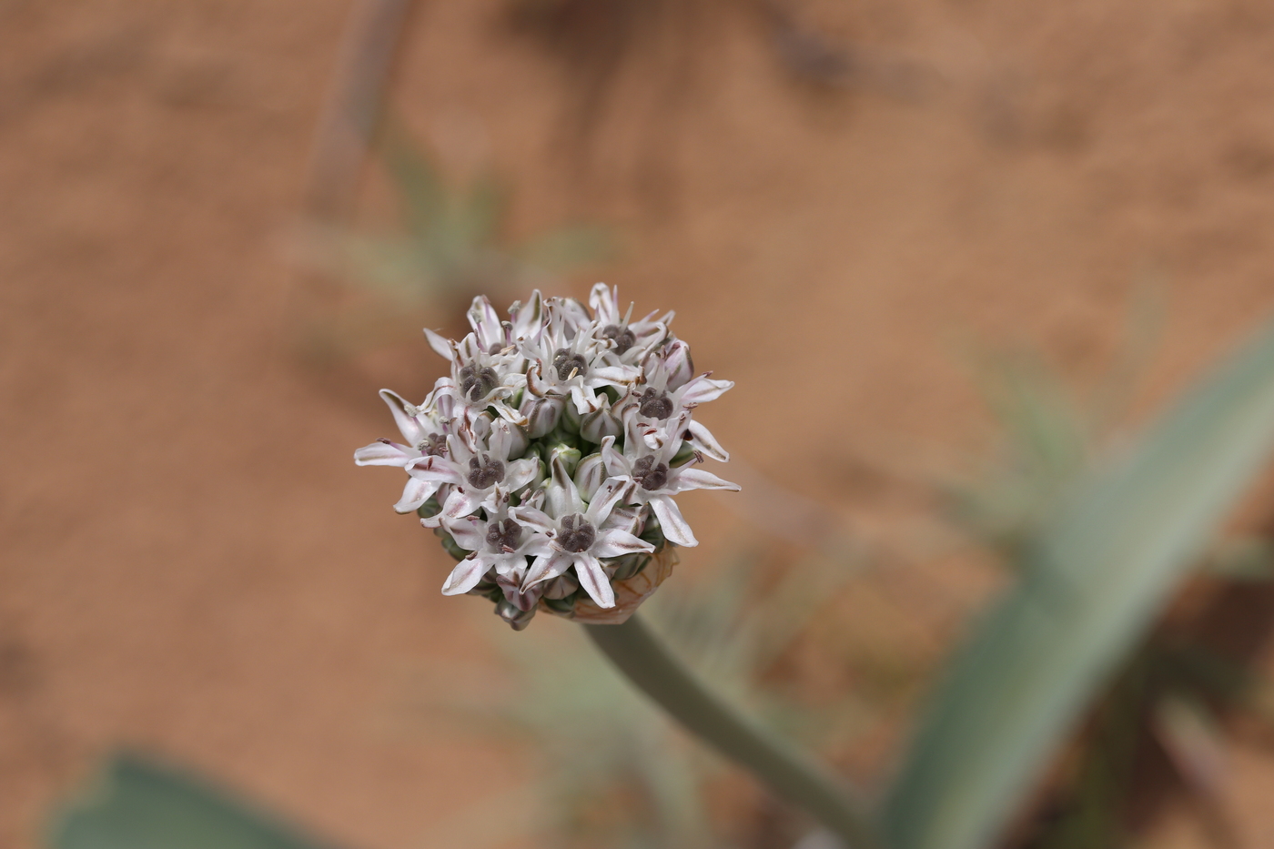 Image of Allium subscabrum specimen.