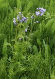 Polemonium chinense