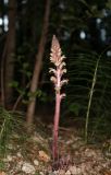 Orobanche hederae