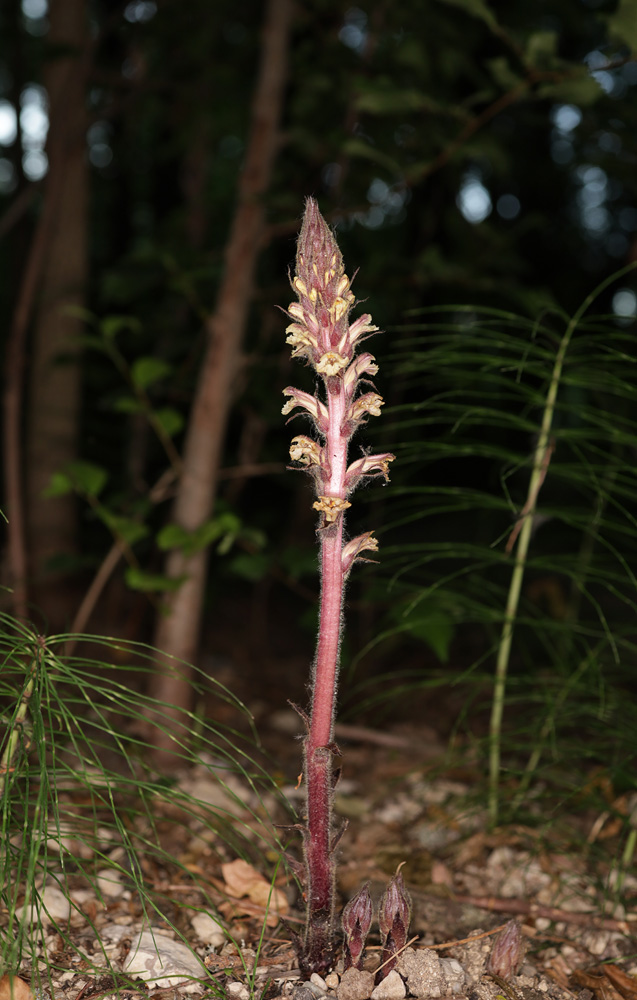 Изображение особи Orobanche hederae.