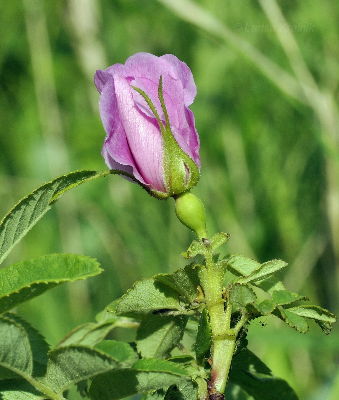 Image of Rosa davurica specimen.