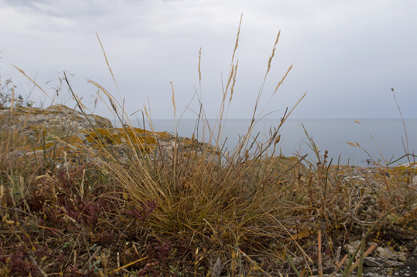 Изображение особи семейство Poaceae.