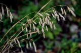 Bromus squarrosus