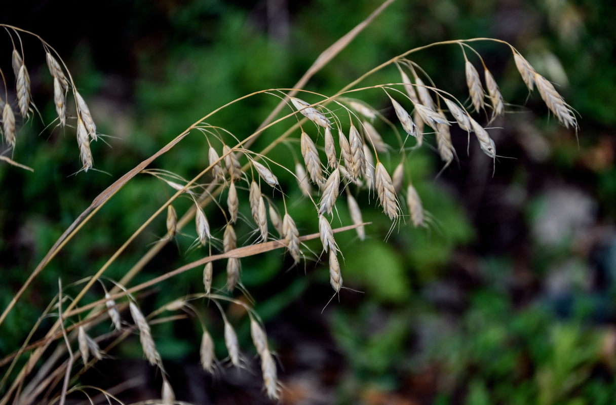 Изображение особи Bromus squarrosus.