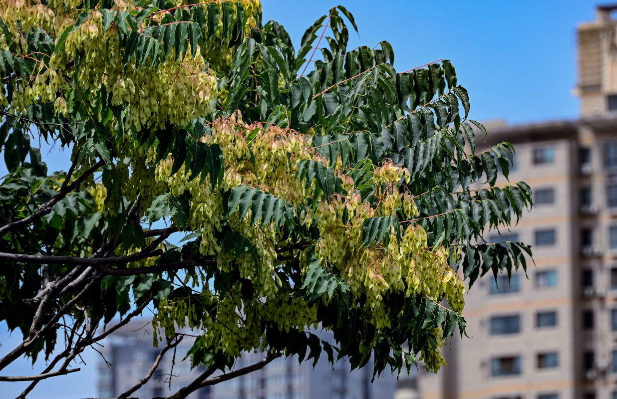 Изображение особи Ailanthus altissima.