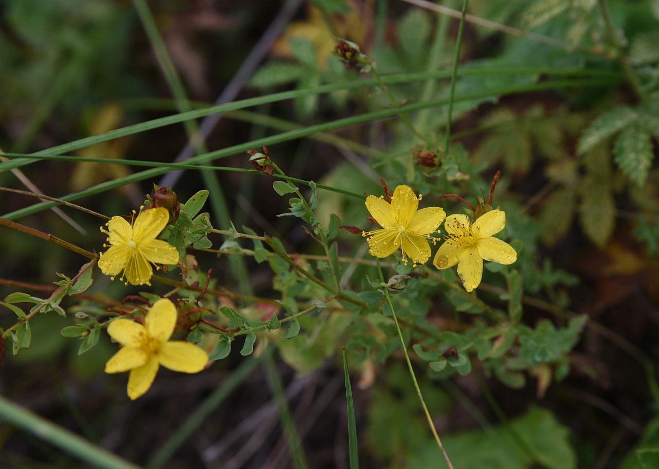 Image of genus Hypericum specimen.