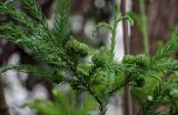 Cryptomeria japonica. Верхушка ветви с незрелыми шишками. Грузия, Имеретия, г. Кутаиси, в культуре. 14.06.2023.