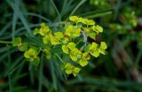 Euphorbia virgata. Соплодия и соцветия с муравьём. Оренбургская обл., Гайский гор. округ, Губерлинские горы, долина р. Губерля, луг. 03.07.2023.