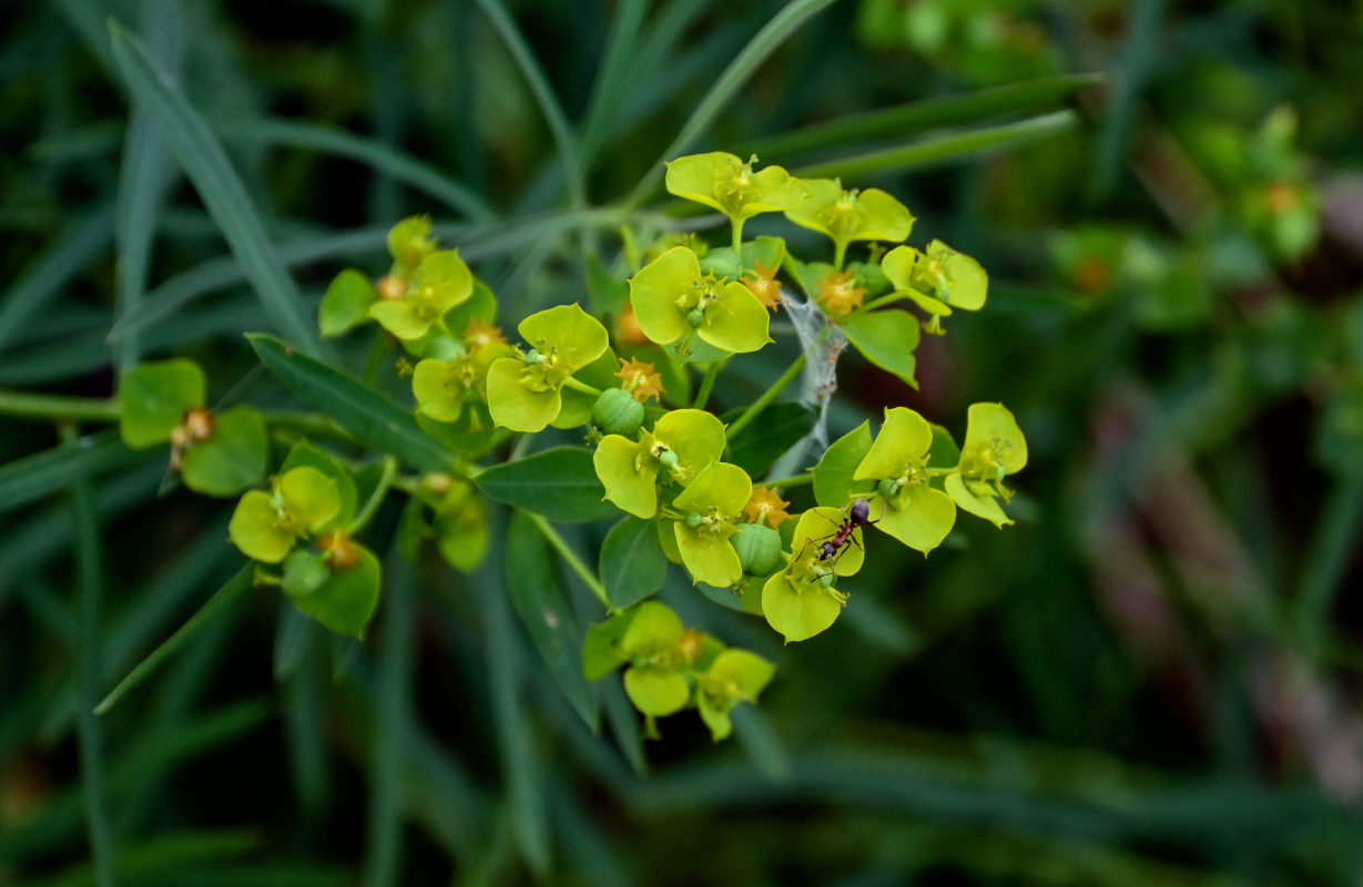 Изображение особи Euphorbia virgata.