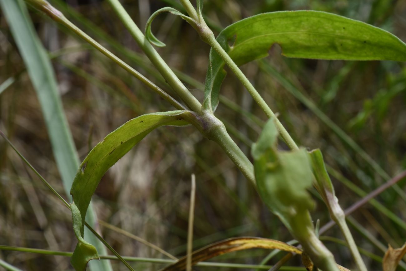 Image of genus Dianthus specimen.