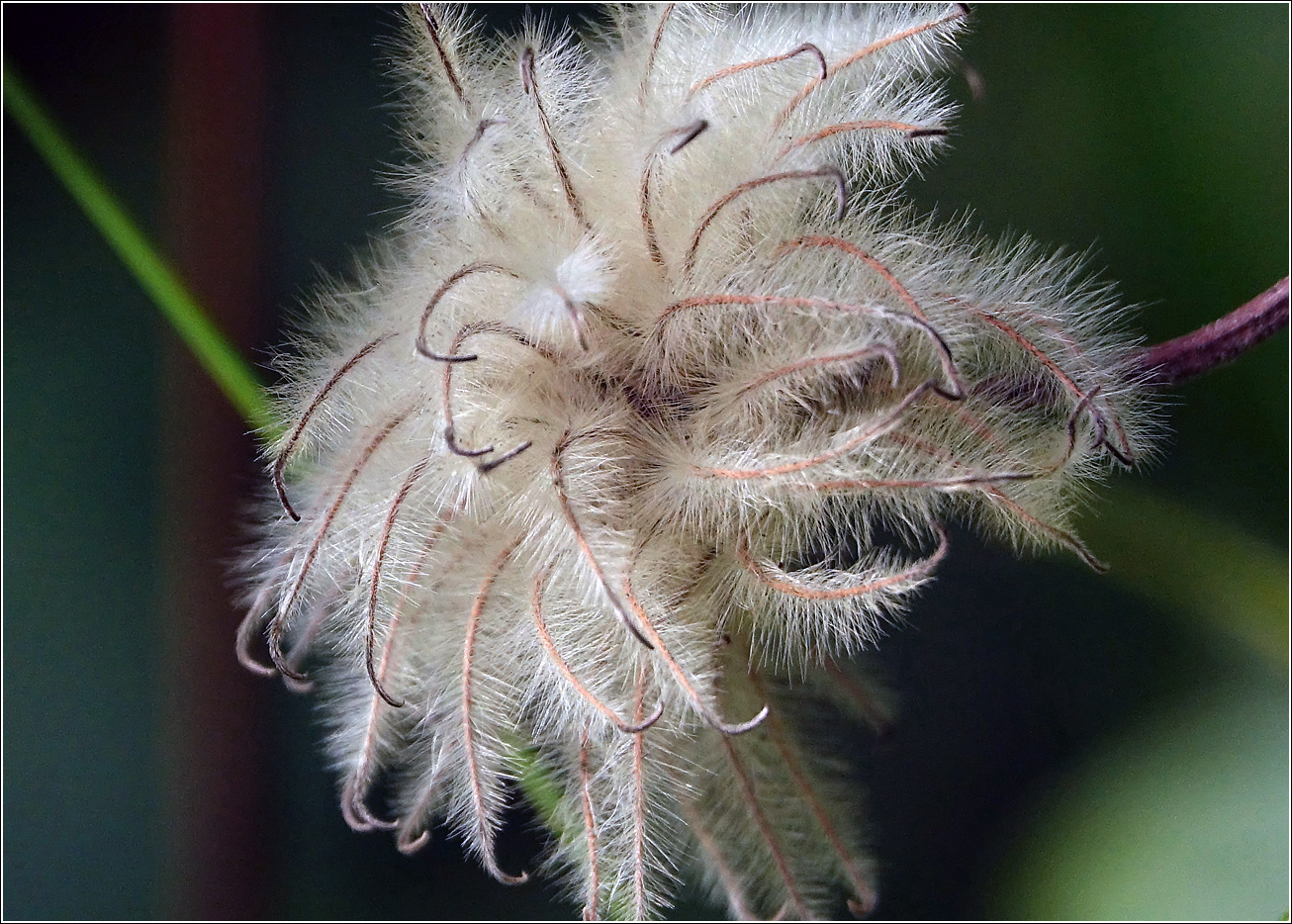 Image of Clematis &times; jackmanii specimen.