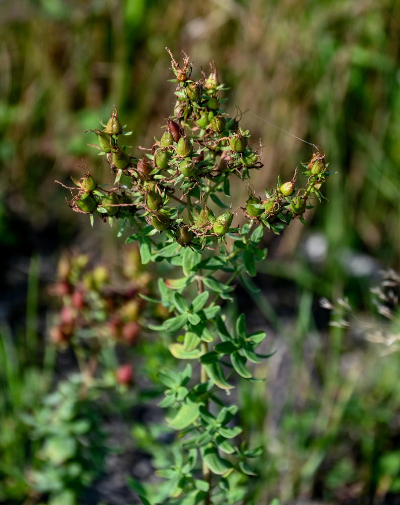 Image of Hypericum perforatum specimen.