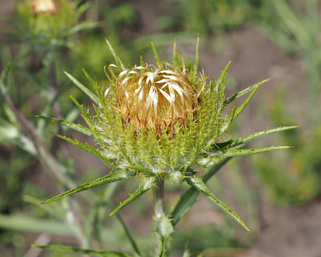 Image of Carlina biebersteinii specimen.